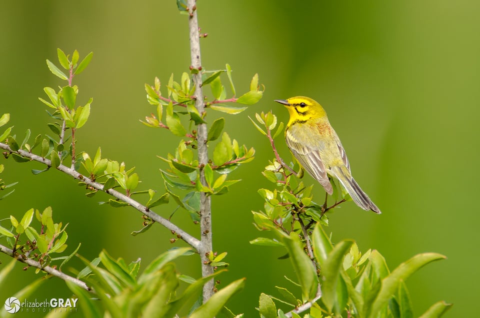 Prairie Warbler