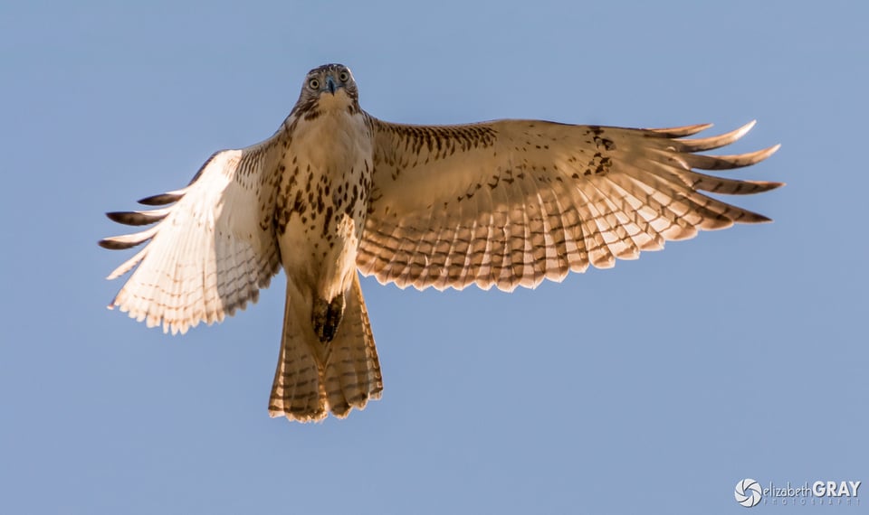 Red-Tailed Hawk