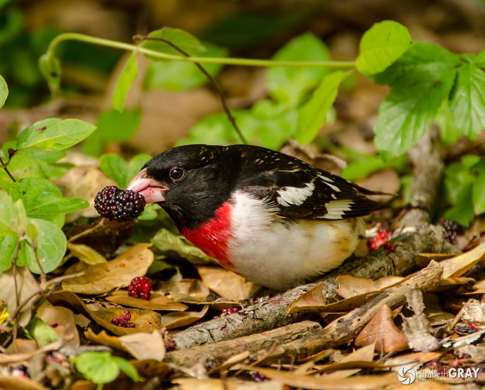 Rose-Breasted Grosbeak