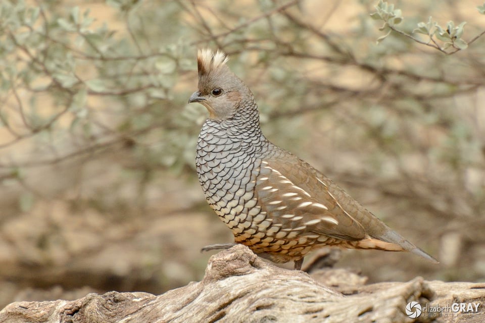 Scaled Quail