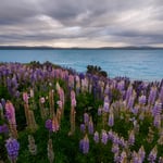 Lupine-Flowers