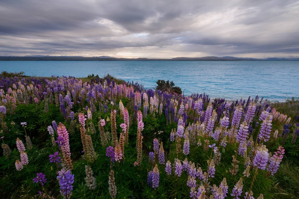 Lupine-Flowers