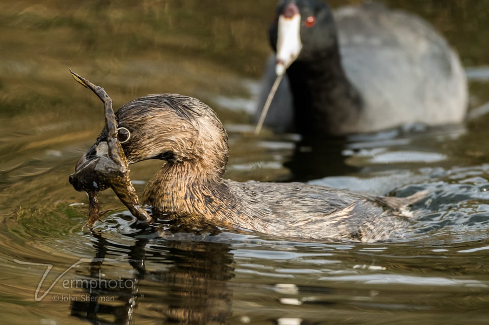 Verm-grebe-frog-800-Sweetwater-3588