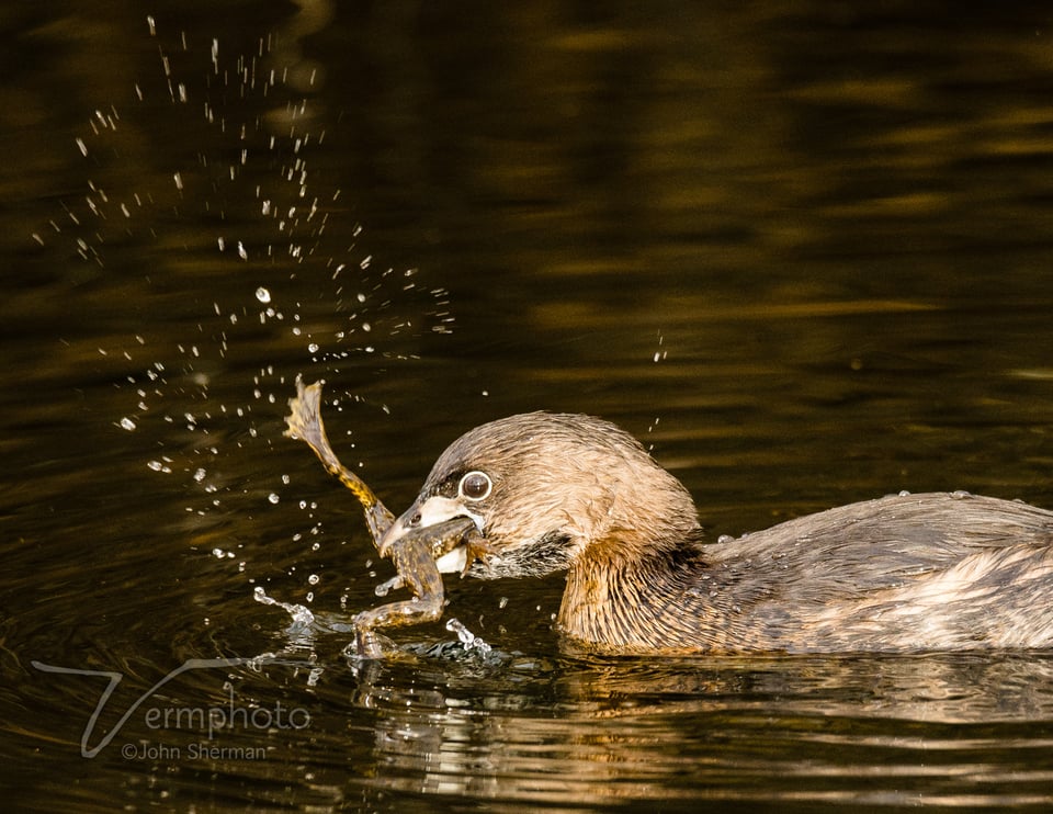 Verm-grebe-w-frog-Sweetwater-2277-2