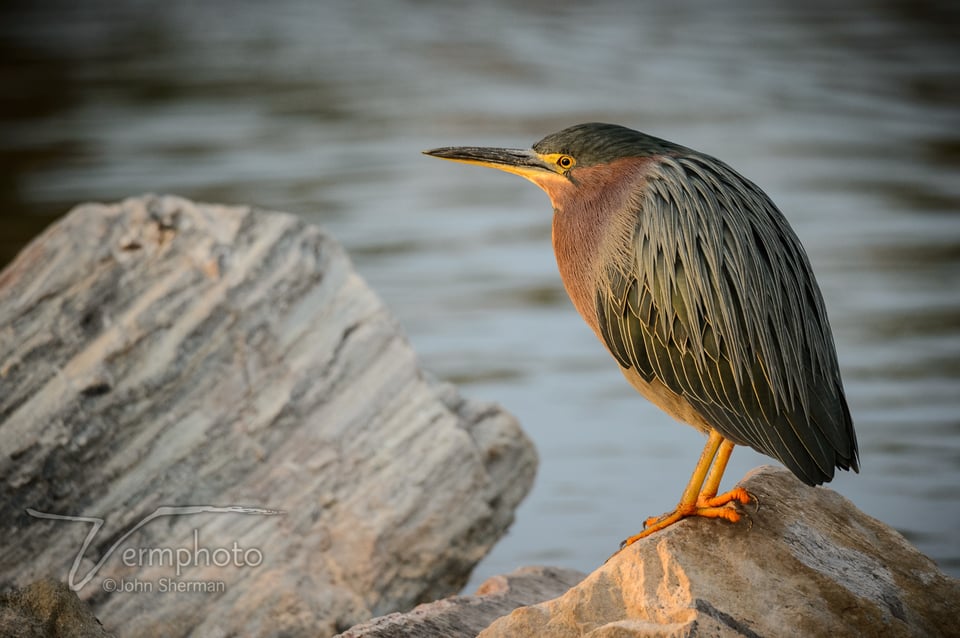 Verm-green-heron-Papago-Park-9557