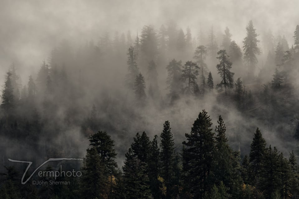 Verm-mist-in-trees-Yosemite-1245