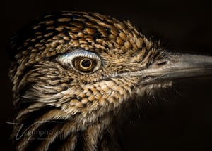 Verm-roadrunner-close-up-Sweetwater-2102