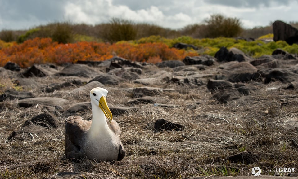 Waved Albatros Habitat