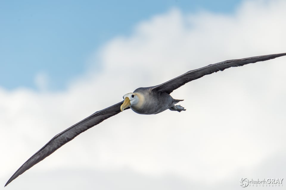 Waved Albatros in Flight