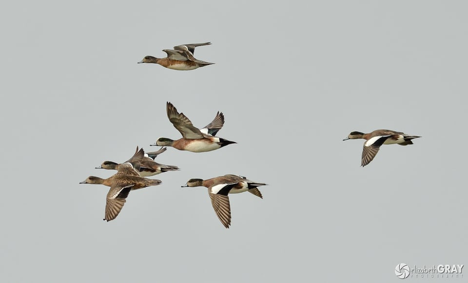 Wigeons in Flight