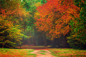 epping-forest-london