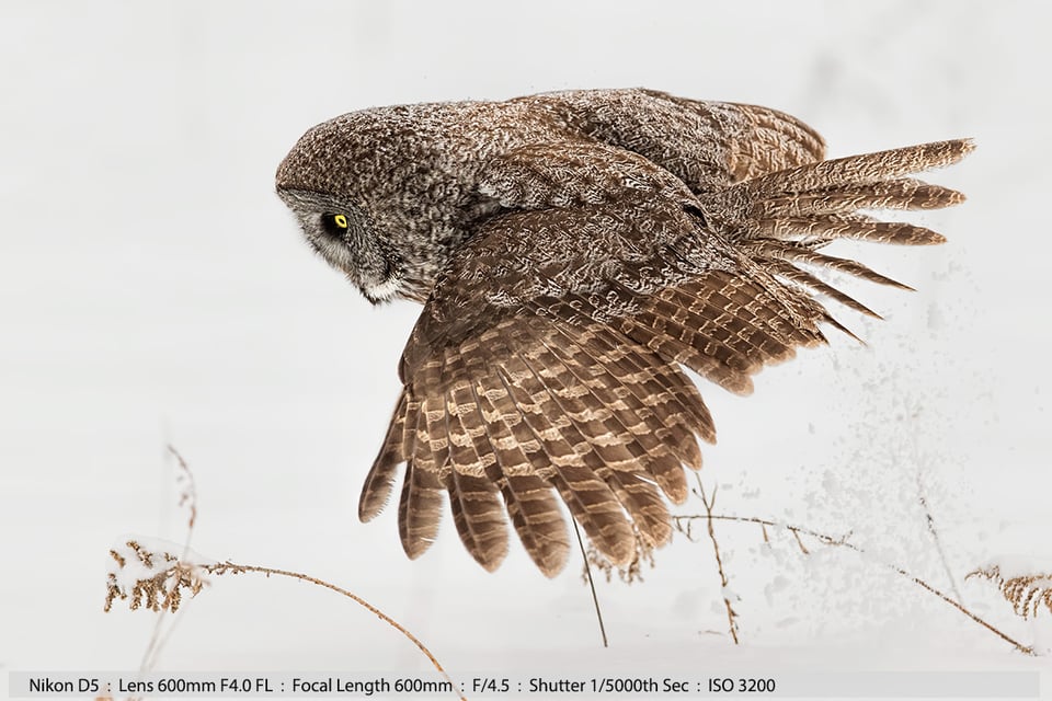 Stunning Great Gray Owl in Flight