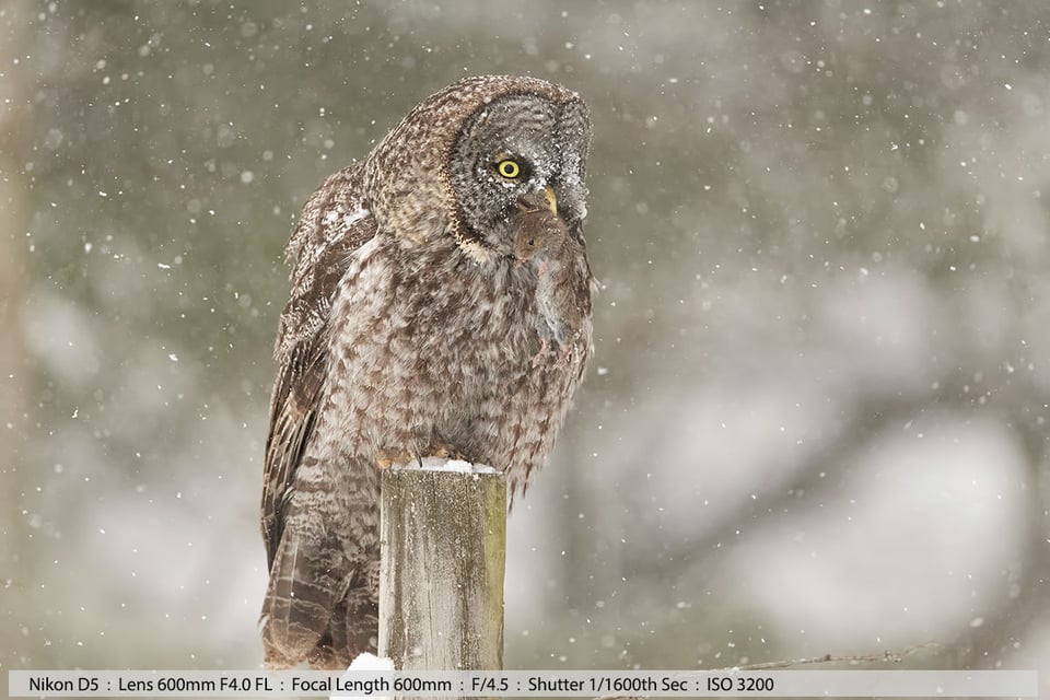 Great Gray Owl in Snowstorm with Vole