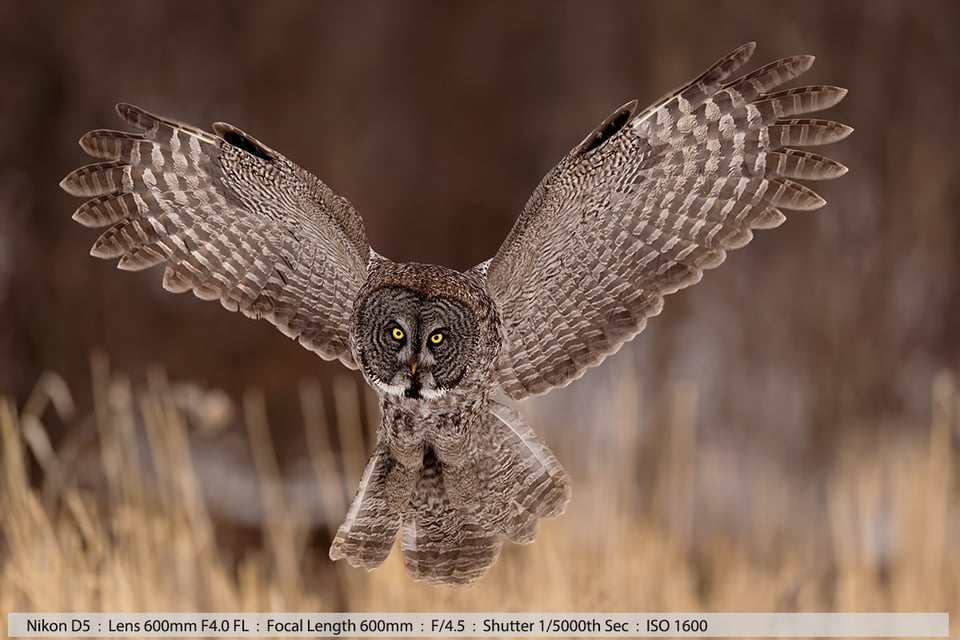 Beautiful Great Gray Owl in Flight Angel Wings