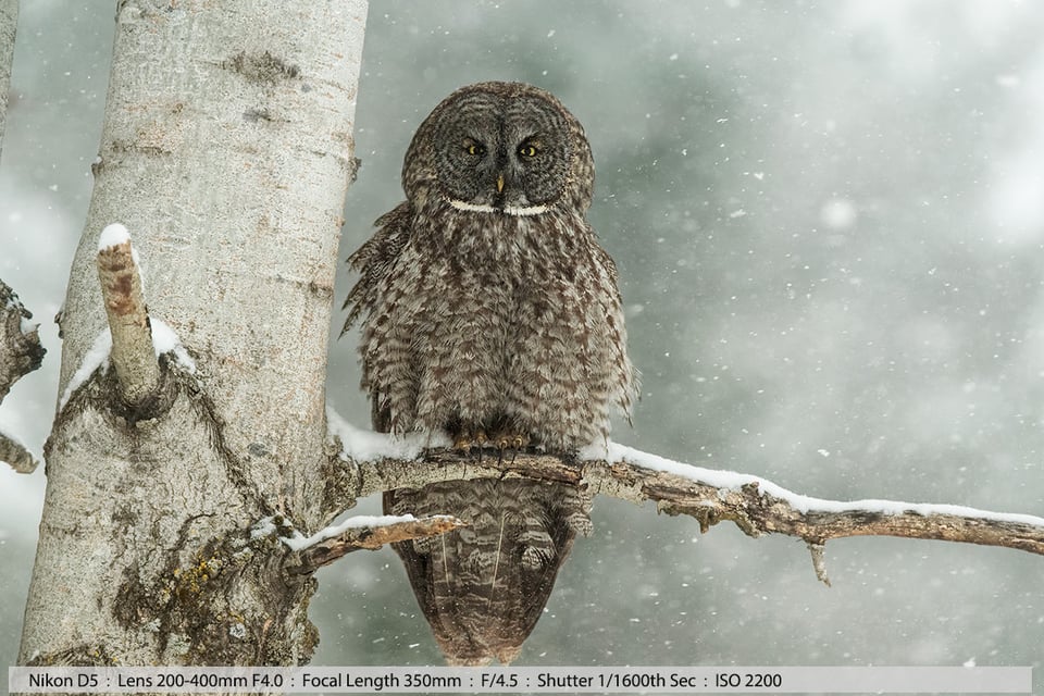 Great Gray Owl on Birch Tree in Snowstorm