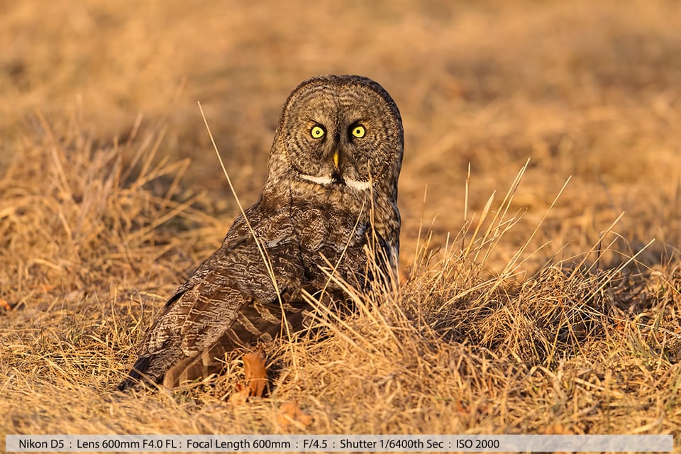 Great Gray Owl Hunting at Sunset