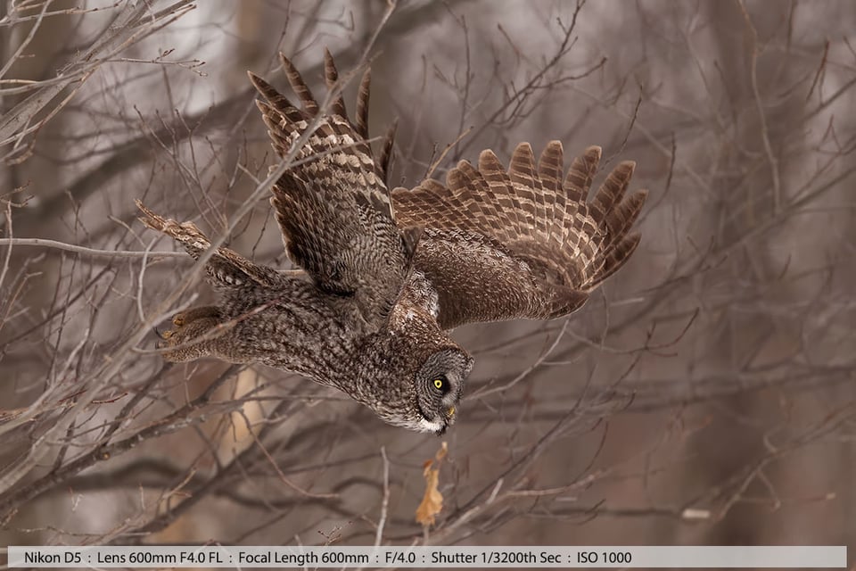 Great Gray Owl in Flight in Tree Line