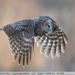 Great Gray Owl in Flight