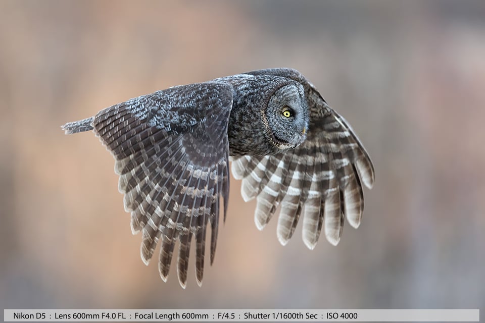 Great Gray Owl in Flight