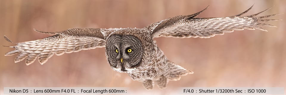 Beautiful Great Gray - Grey Owl in Flight Panoramic