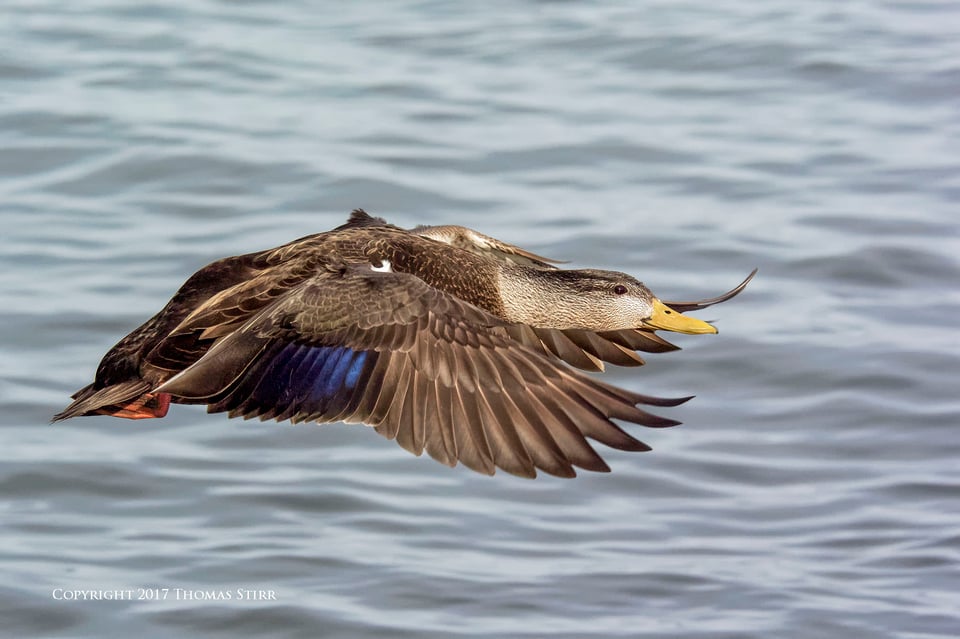 birding in a bag 10