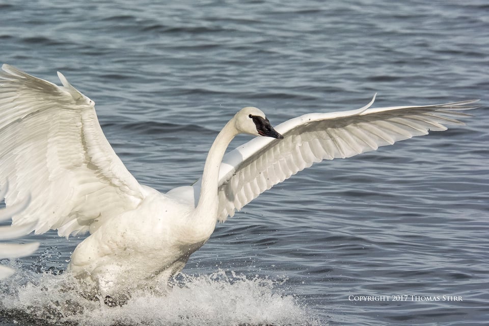 birding in a bag 11