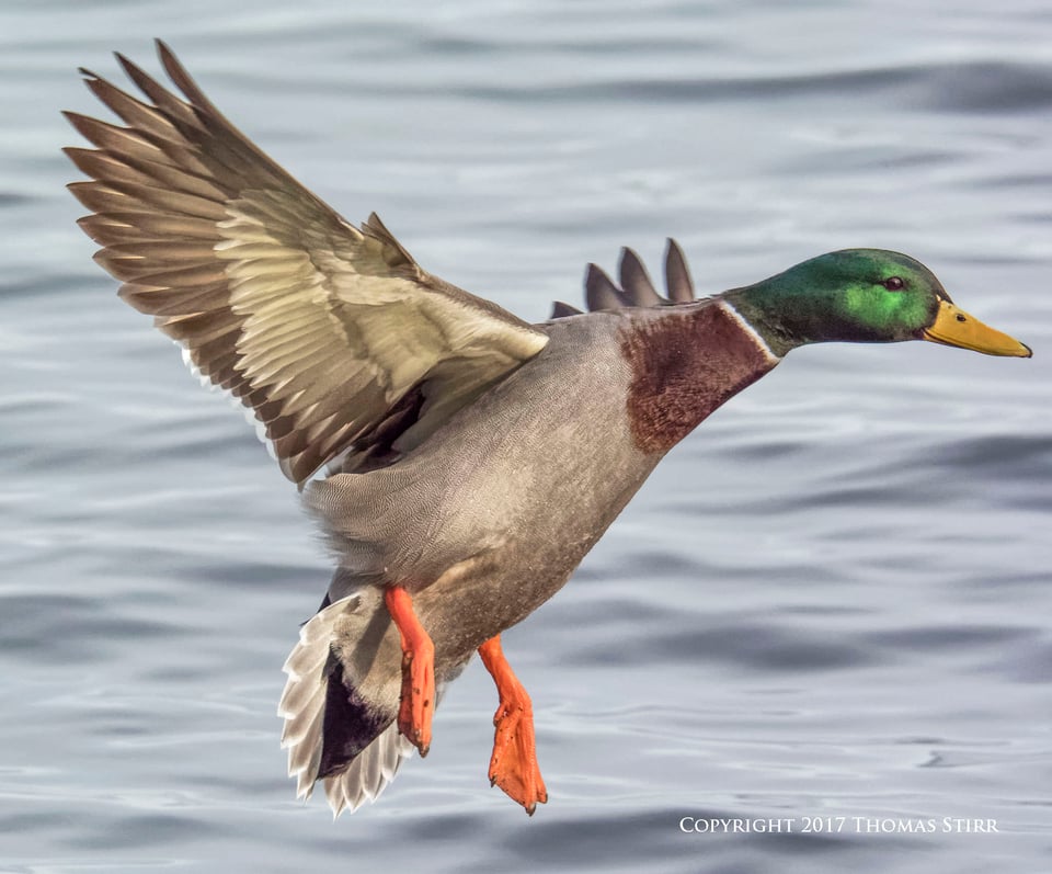 birding in a bag 12