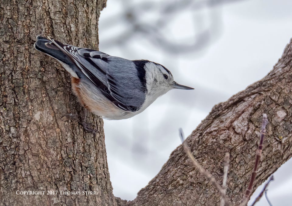 birding in a bag 14