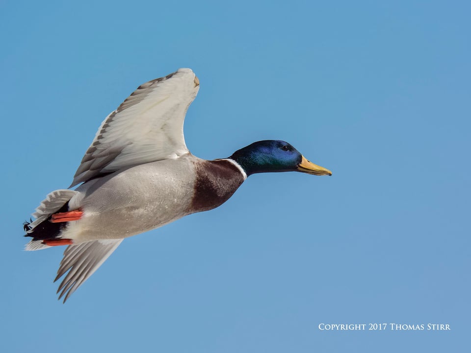 birding in a bag 4