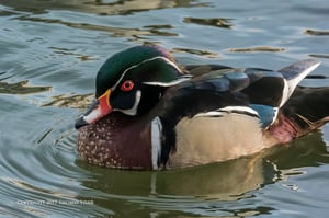 birding in a bag 6