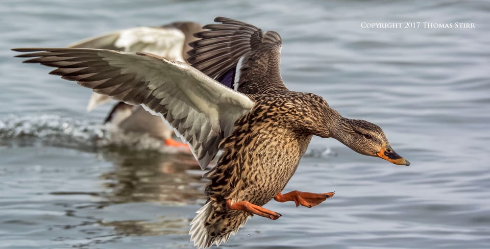 birding in a bag 7