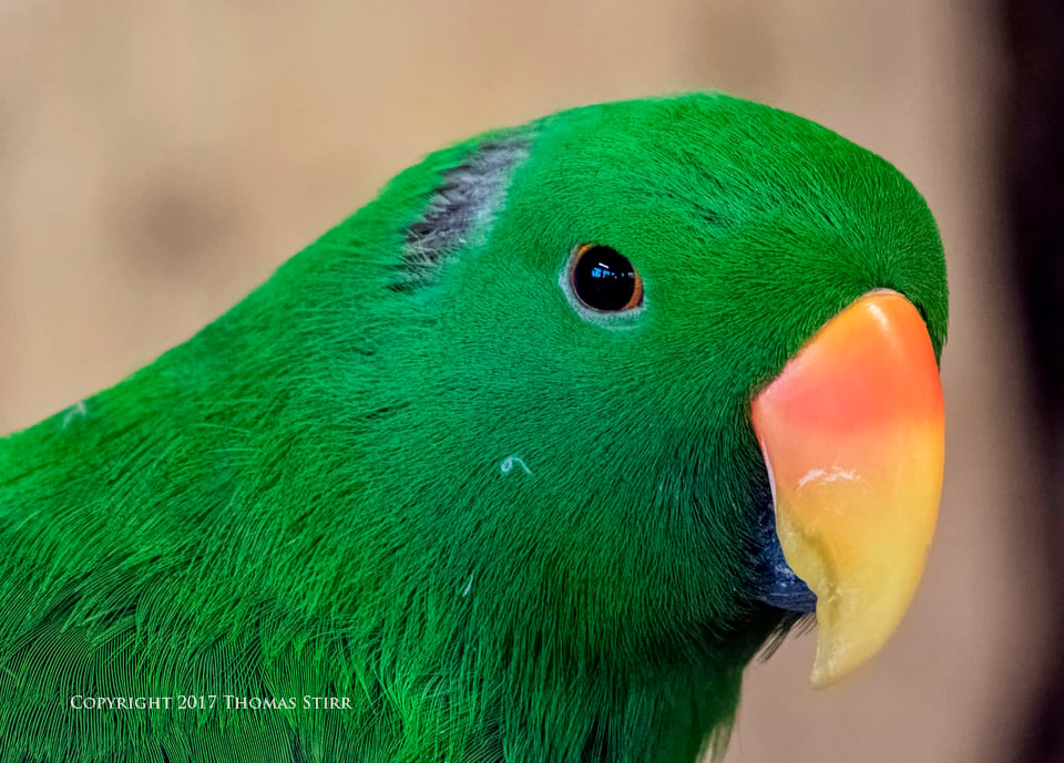 birding in a bag 8