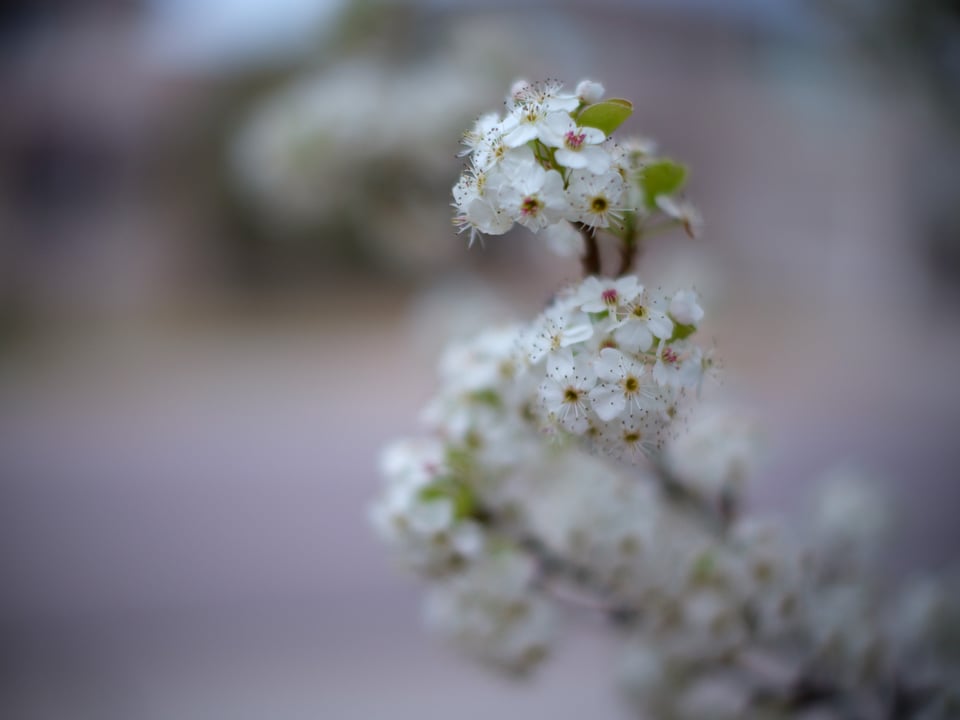 Fuji GFX 50S with Noct-NIKKOR 58mm f1.2