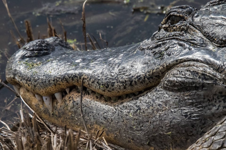 Lake Apopka Wildlife Drive