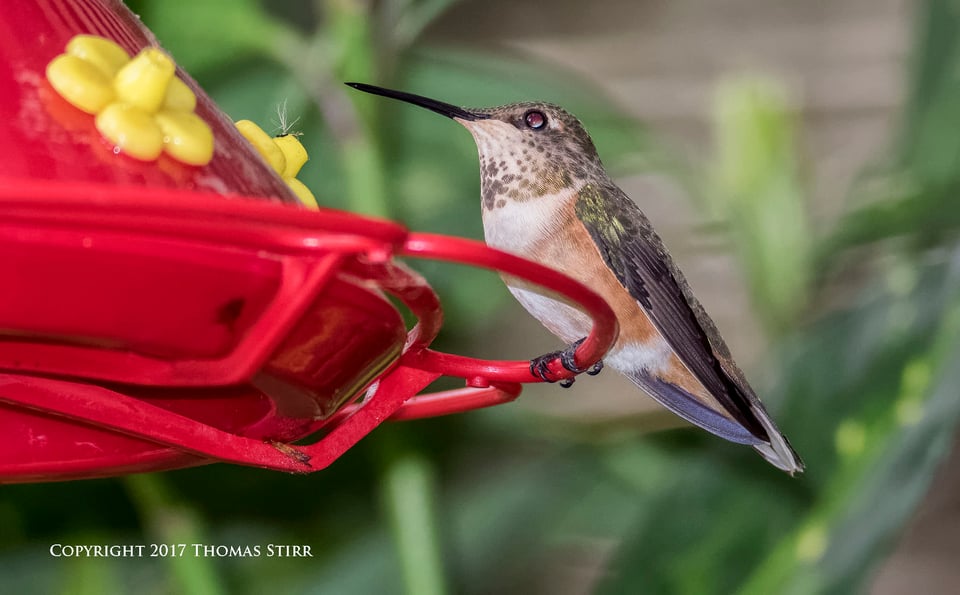 hummingbird V3 flash 1