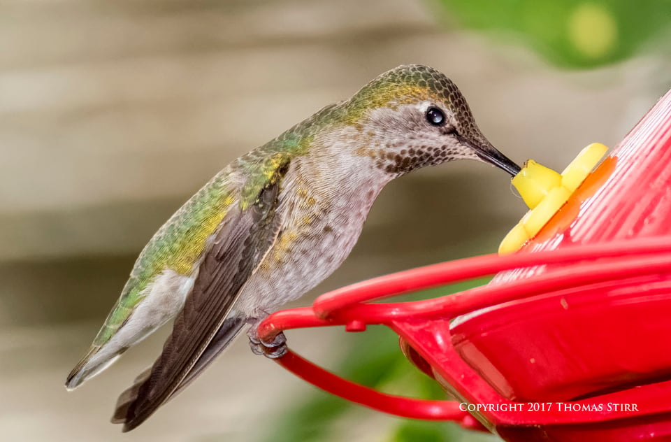 hummingbird V3 flash 2