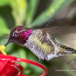 hummingbird V3 flash 3