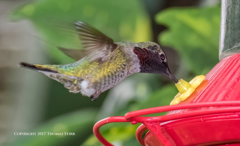 hummingbird V3 flash 4