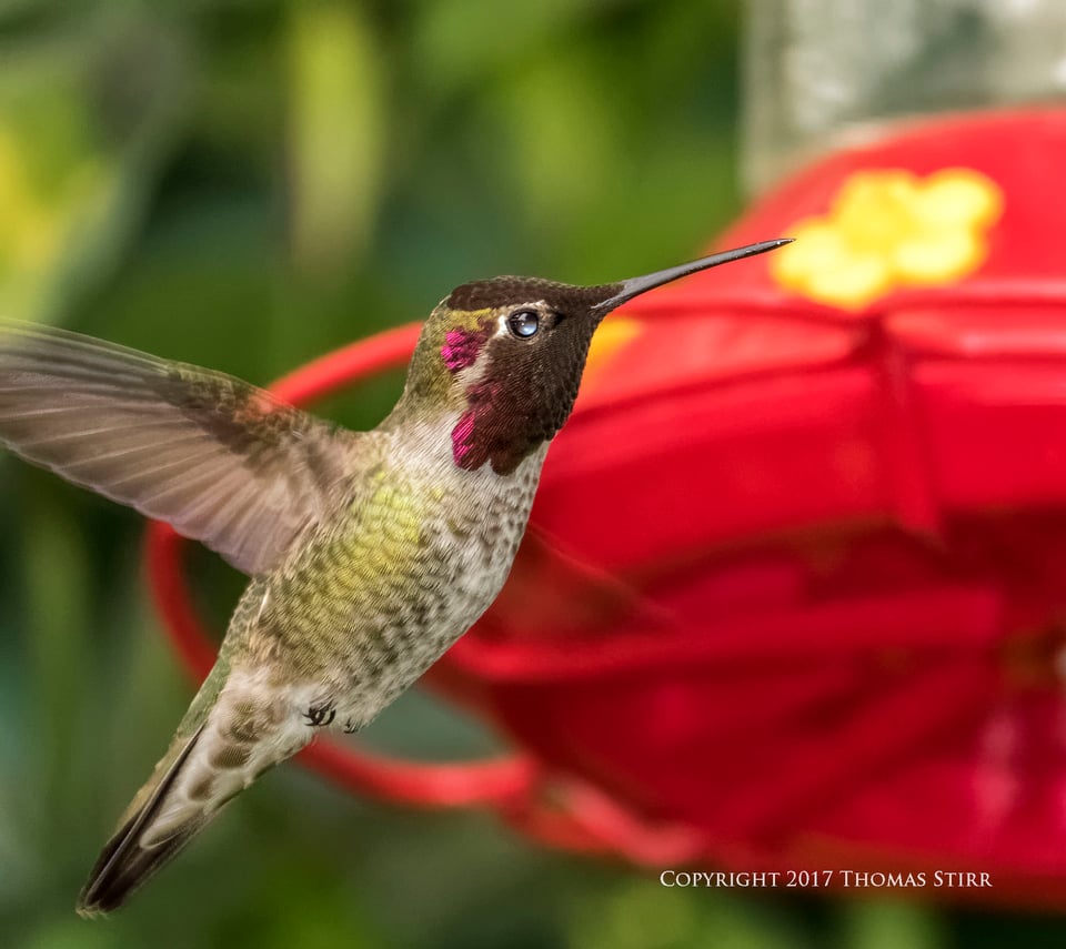 hummingbird V3 flash 5