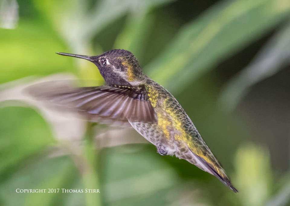 hummingbird V3 flash 6