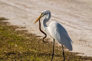 Lake Apopka Wildlife Drive