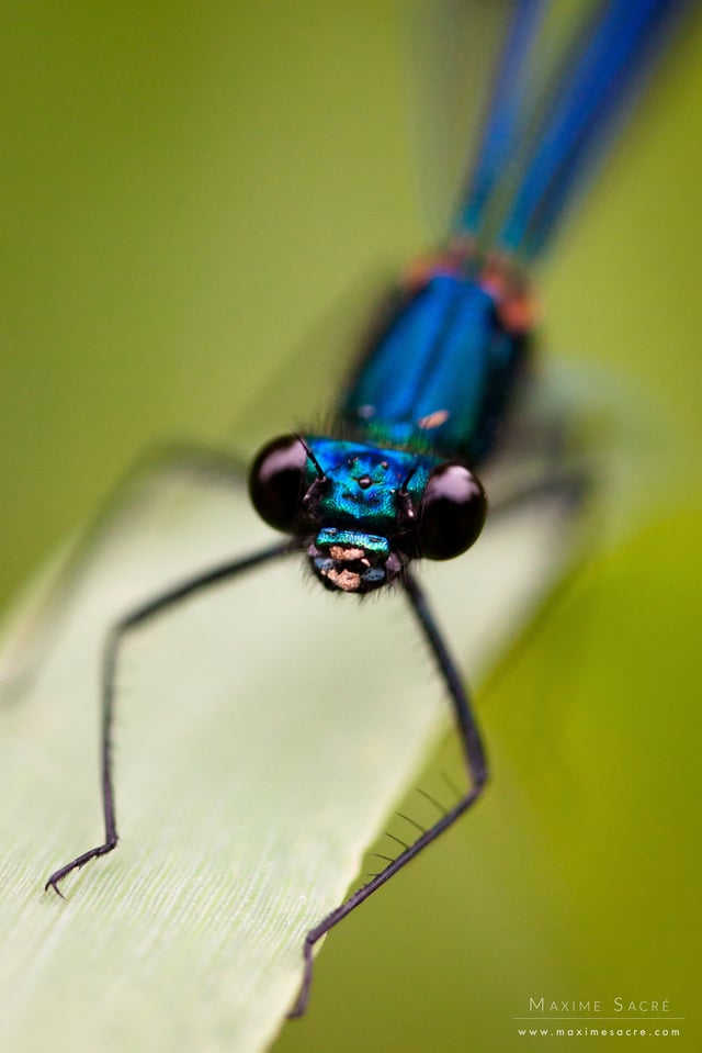 Calopteryx splendens I