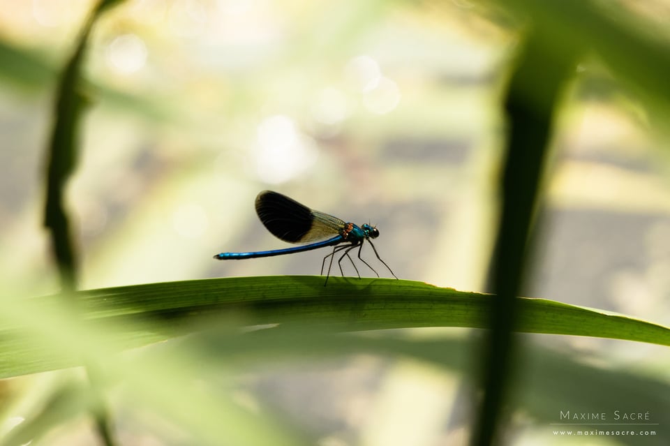 Calopteryx splendens II