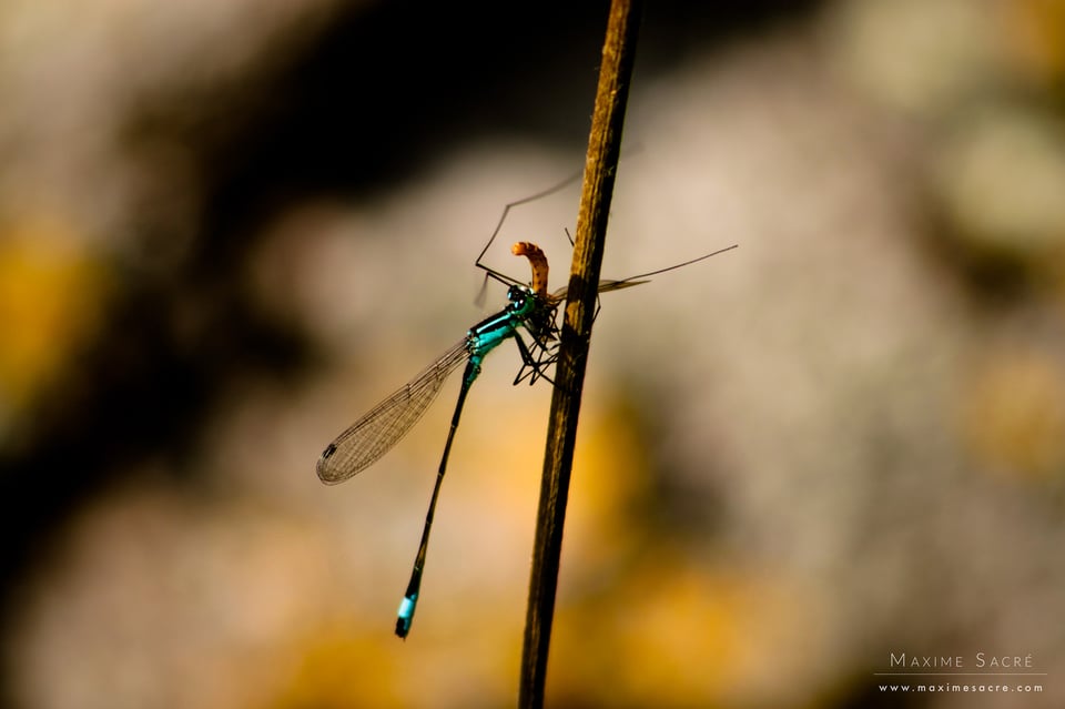 Ischnura elegans