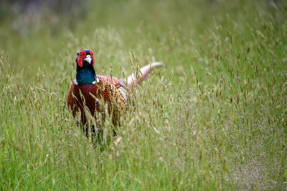 Nikon 70-200mm f2.8E FL VR Image Sample (16)