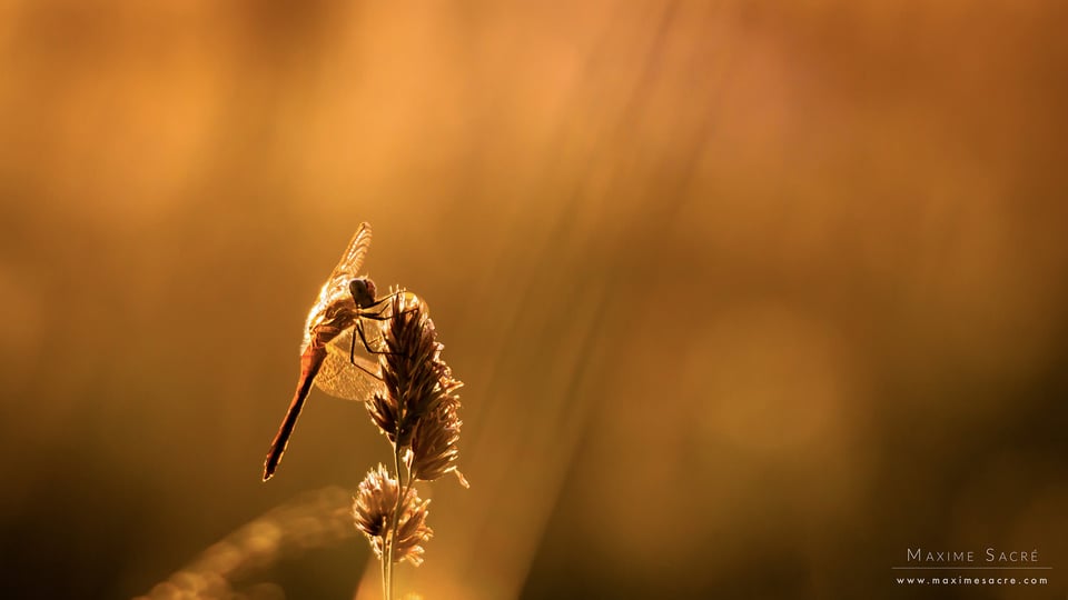 Sympetrum flaveolum