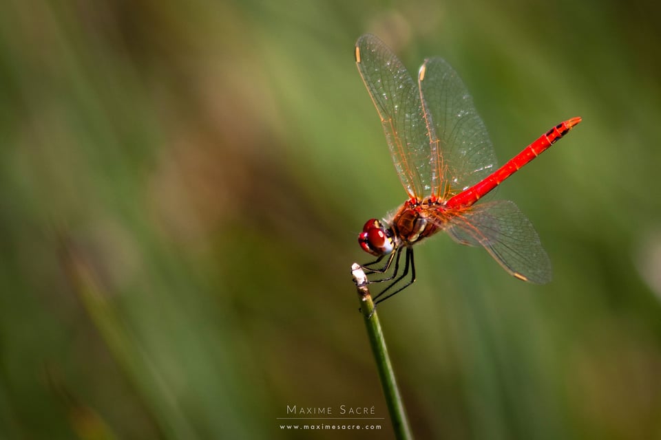 Sympetrum fonscolombii