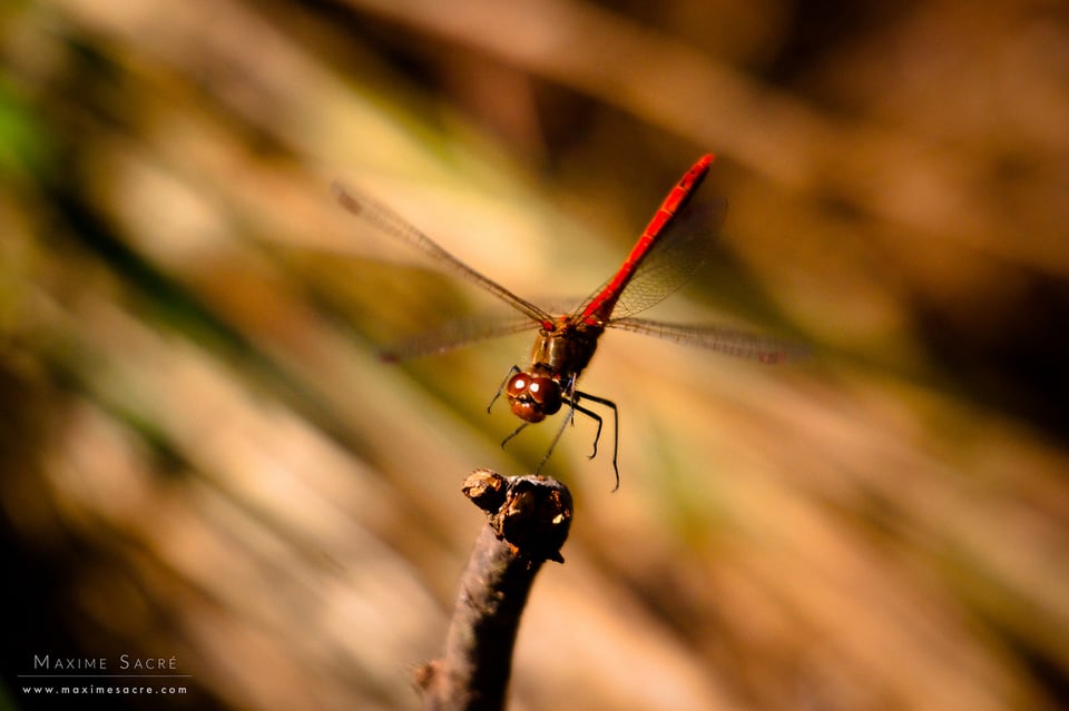 Sympetrum sanguineum