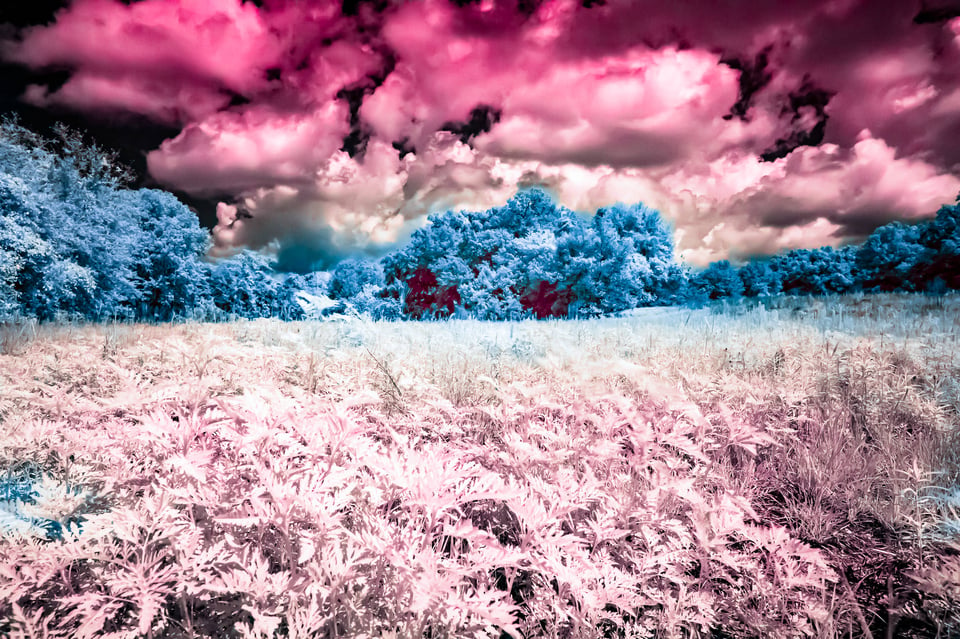 Paynes_Prairie_IR-4