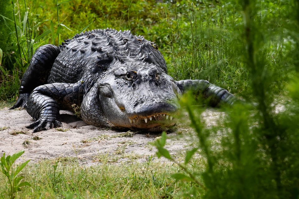 Paynes_Prairie_gator